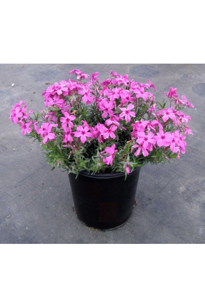 Рожеві квіти Phlox subulata в контейнері
